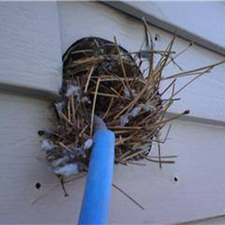 Dryer Vent with bird nest